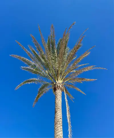 Willie Graff - Electronic music DJ from New York