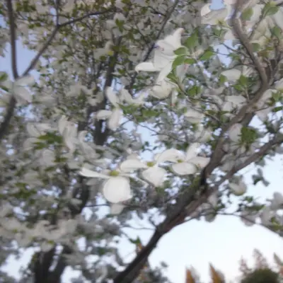 Eulalia - Hardcore music DJ