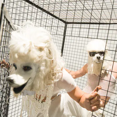 Dogshow - Electronic DJ