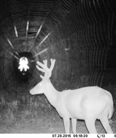 Gizmo - Electronic music DJ from All