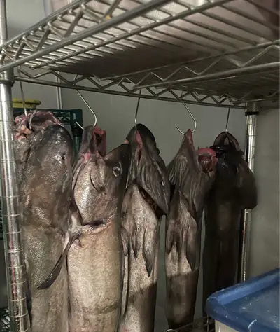 YHWH Nailgun - Electronic music DJ from London