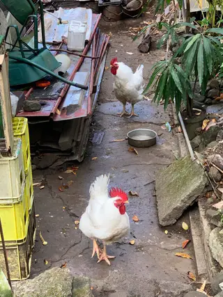 yung_womb & Jaxx TMS play at migas at migas, a listening bar