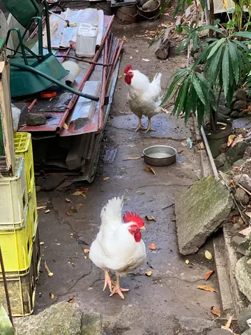 yung_womb & Jaxx TMS play at migas at migas, a listening bar yung_womb & Jaxx TMS play at migas at migas, a listening bar